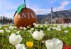 Antalya Büyükşehir Belediyesi, Finike’ye erkenden baharı getirdi. Büyükşehir, Finike sorumluluk alanı içerisinde bulunan cadde, sokak, park, bahçe ve orta refüjlerde yaptığı çalışmayla toplam 74 bin çiçeği toprakla buluşturdu.